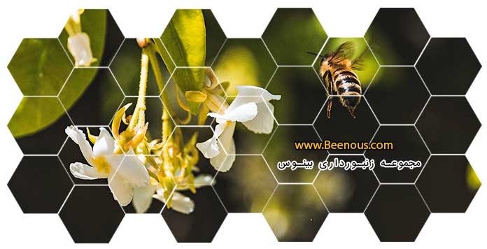 هشت خاصیت گرده زنبور عسل